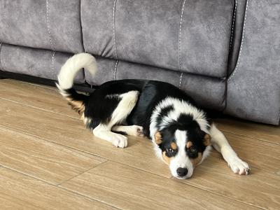 Female Border Collie pup for sale in Wexford