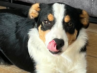 Female Border Collie pup for sale in Wexford