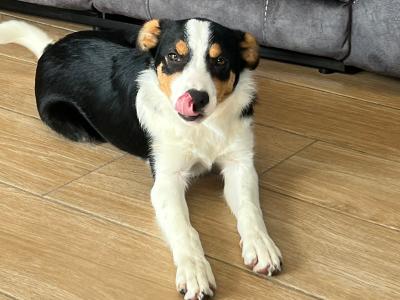 Female Border Collie puppy for sale in Wexford