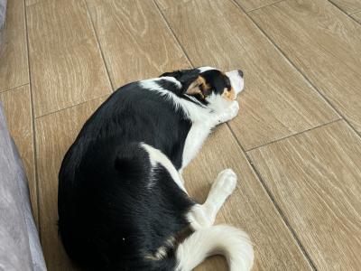 Female Border Collie pup for sale in Wexford