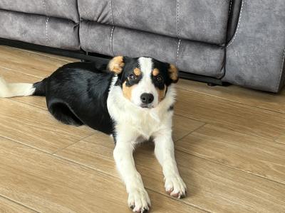 Female Border Collie pup for sale in Wexford