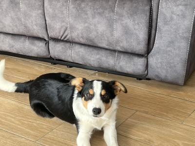Female Border Collie pup for sale in Wexford