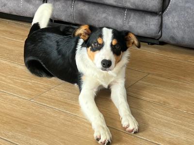 Female Border Collie puppy for sale in Wexford