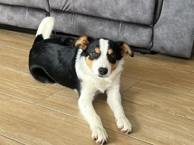 Female Border Collie pup for sale in Wexford