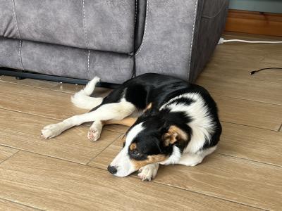 Female Border Collie pup for sale in Wexford