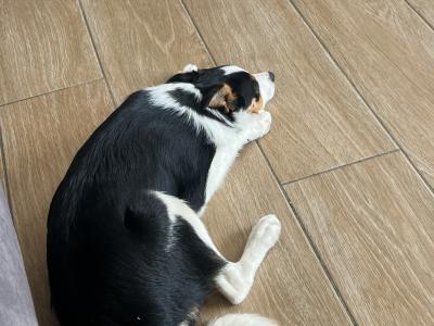 Female Border Collie pup for sale in Wexford