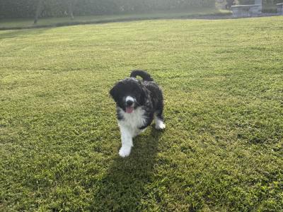 Border Collie puppies in Wexford