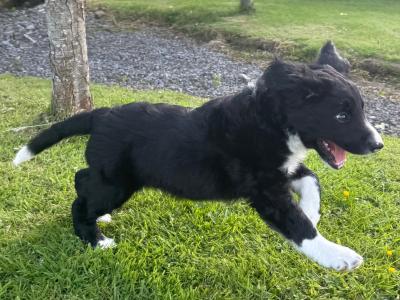 Border Collie puppies in Wexford