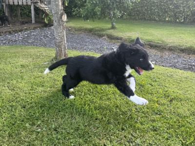 Border Collie puppies in Wexford