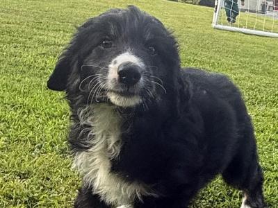 Border Collie puppies in Wexford