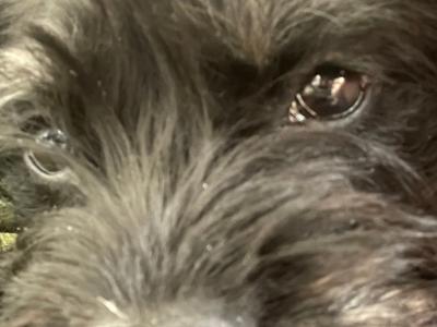 ❤️ Ruby: 8mo Frenchie/Poodle. House-trained, vaxed & ready! ❤️