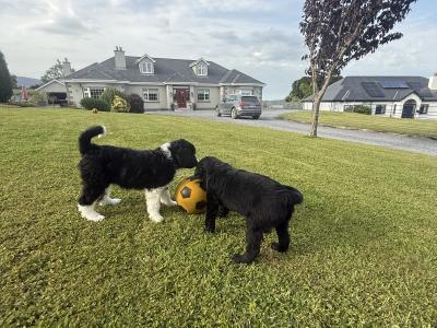 Border Collie puppies in Wexford