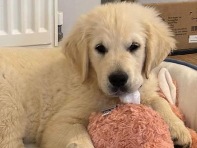 IKC male Golden Retriever puppy in Tipperary