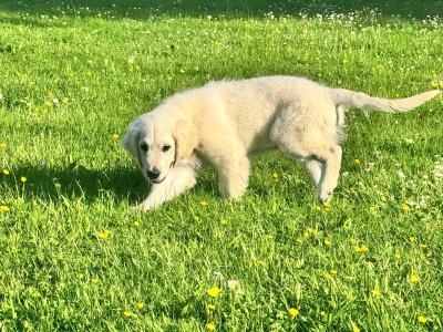 IKC male Golden Retriever puppy in Tipperary