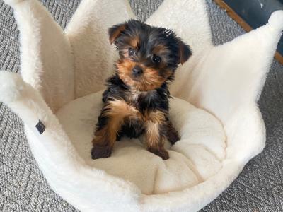 Purebred Small ❤️Yorkshire Terrier puppies  ❤️in Meath