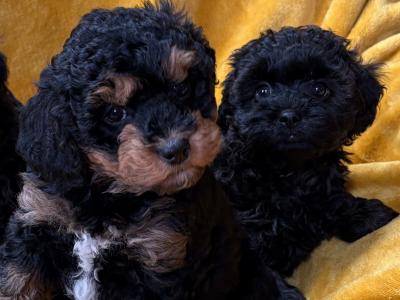Unique Cavapoochon F1b puppies  €1300-€1500