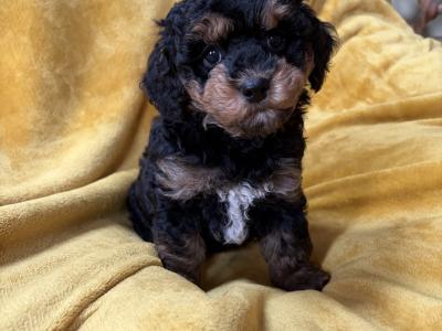 Unique Cavapoochon F1b puppies  €1300-€1500