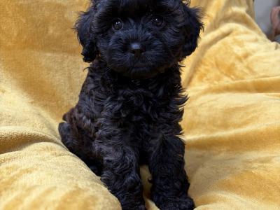 Unique Cavapoochon F1b puppies  €1300-€1500