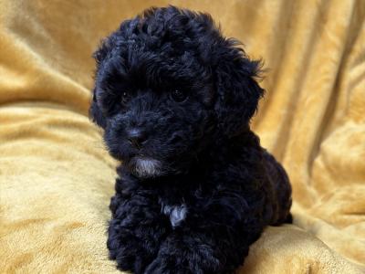 Unique Cavapoochon F1b puppies  €1300-€1500