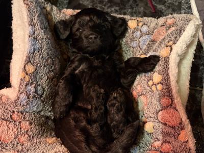 Unique Cavapoochon F1b puppies  €1300-€1500
