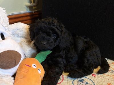 Unique Cavapoochon F1b puppies  €1300-€1500
