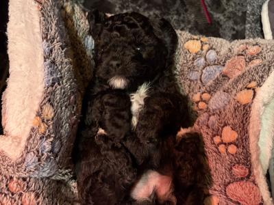 Unique Cavapoochon F1b puppies  €1300-€1500