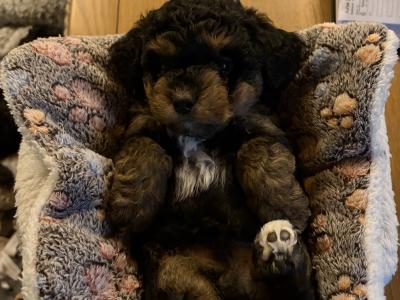 Unique Cavapoochon F1b puppies  €1300-€1500