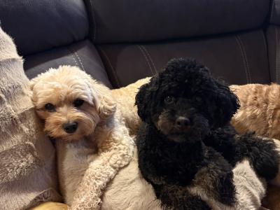 Unique Cavapoochon F1b puppies  €1300-€1500