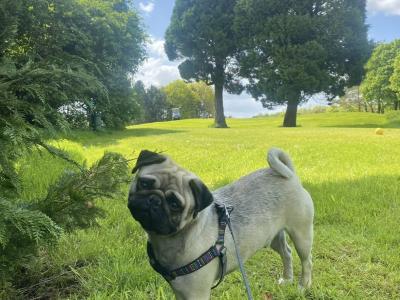 IKC Registered fawn male Pug 5½ years old in Cavan