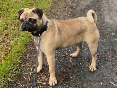 IKC Registered fawn male Pug 5½ years old in Cavan