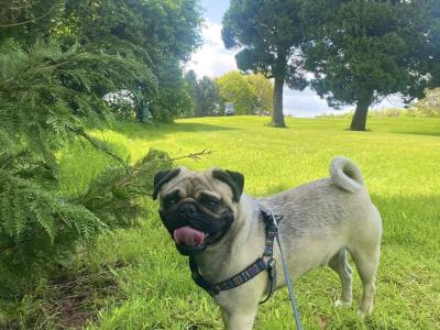 IKC Registered fawn male Pug 5½ years old in Cavan