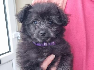 Beautiful Pomapoo (Pomeranian x Poodle) puppies in Kerry