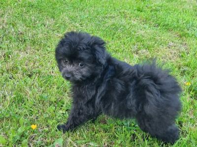 Beautiful Pomapoo (Pomeranian x Poodle) puppies in Kerry