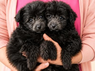 Beautiful Pomapoo (Pomeranian x Poodle) puppies in Kerry