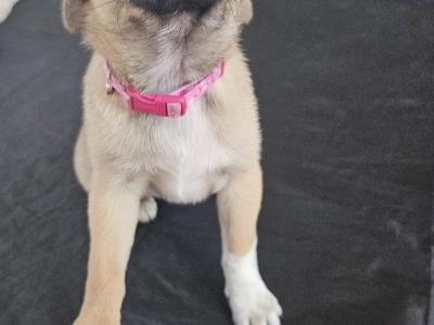 1 Female Pug x Terrier Pup
