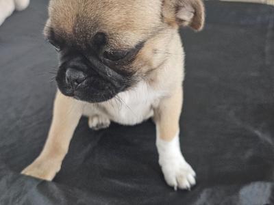 1 Female Pug x Terrier Pup