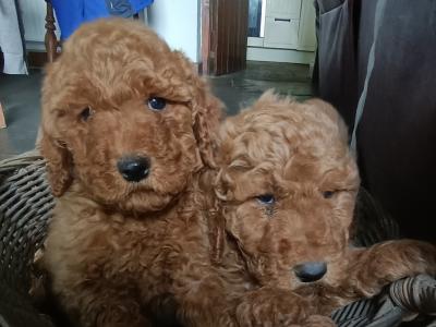 Poodle puppies in Kilkenny