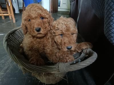 Poodle puppies in Kilkenny