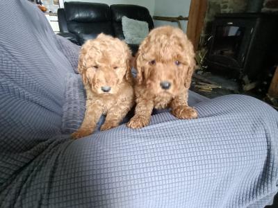 Poodle puppies in Kilkenny