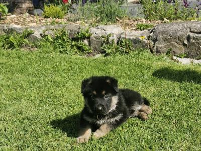German Shepherd puppies in Clare