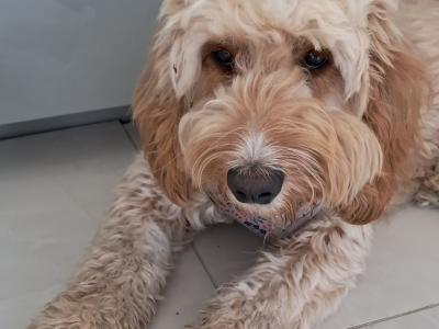Female Cockapoo puppy 9 months old in Dublin