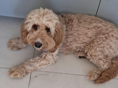 Female Cockapoo puppy 9 months old in Dublin