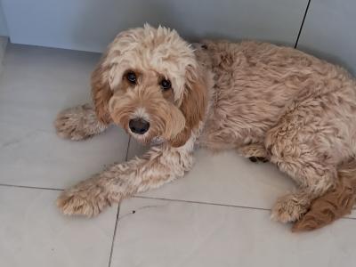 Female Cockapoo puppy 9 months old in Dublin