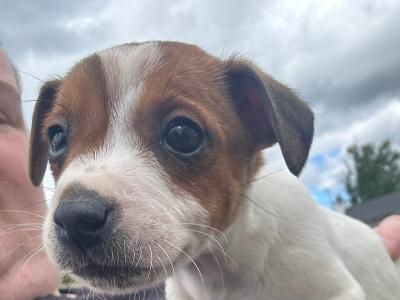 The last Adorable Jack Russell puppie in west Limerick are looking for their Forever Homes