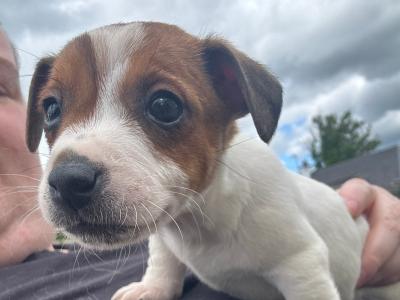 The last Adorable Jack Russell puppies in west Limerick are looking for their Forever Homes