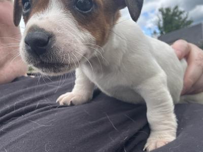 5 Adorable Jack Russell Puppies Looking for Their Forever Homes