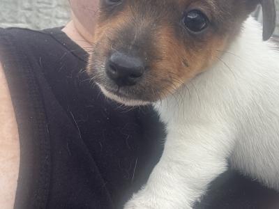 5 Adorable Jack Russell Puppies Looking for Their Forever Homes