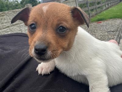 The last Adorable Jack Russell puppies in west Limerick are looking for their Forever Homes