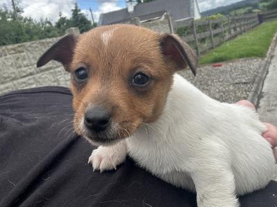 5 Adorable Jack Russell Puppies Looking for Their Forever Homes