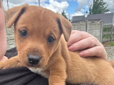 5 Adorable Jack Russell puppies in Limerick are looking for their Forever Homes